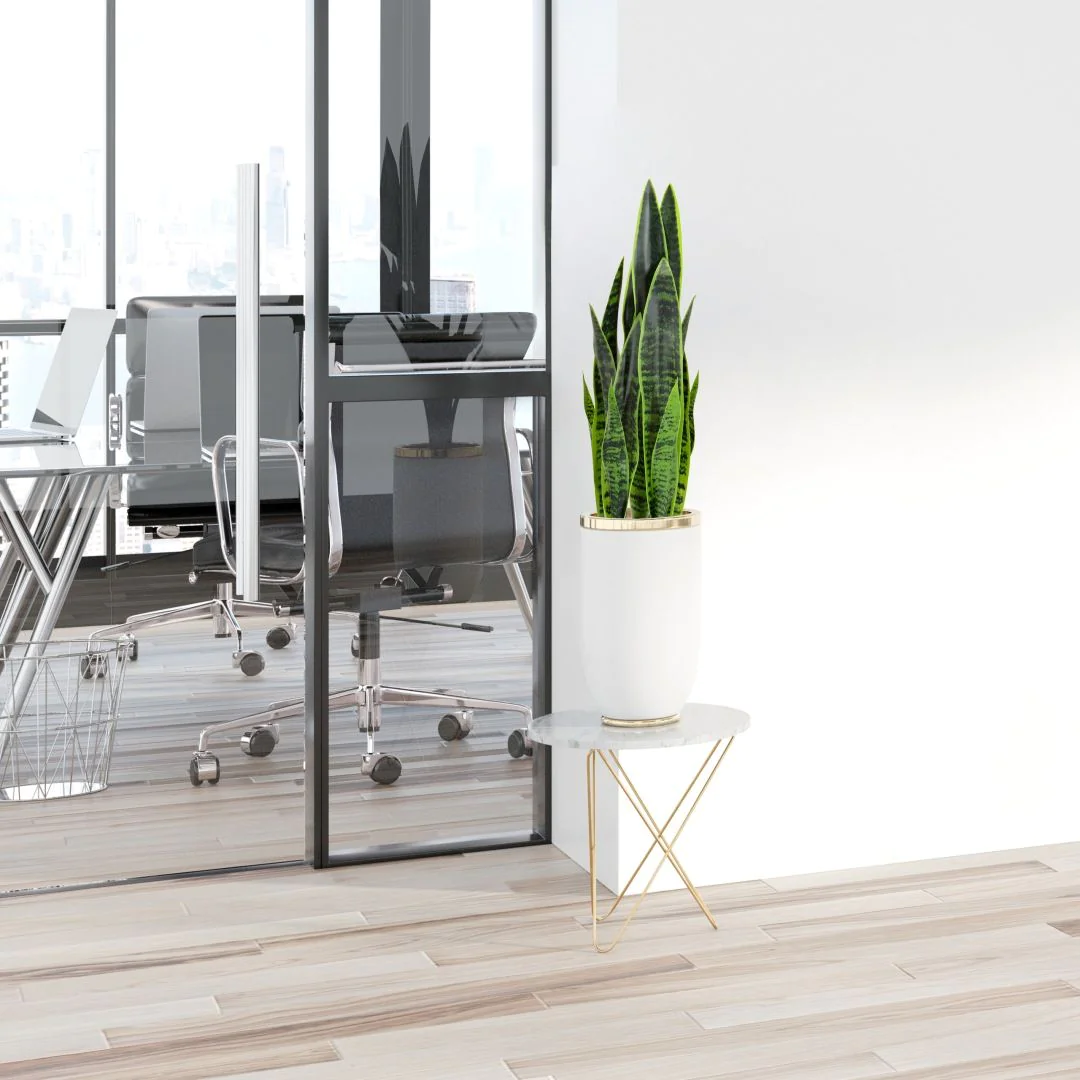 Kunstpflanze SANSEVIERIA von HJH - Produktbild 3 von 7