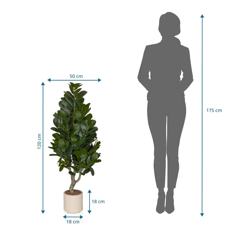 Kunstpflanze Garcinia von HJH - Produktbild 5 von 5