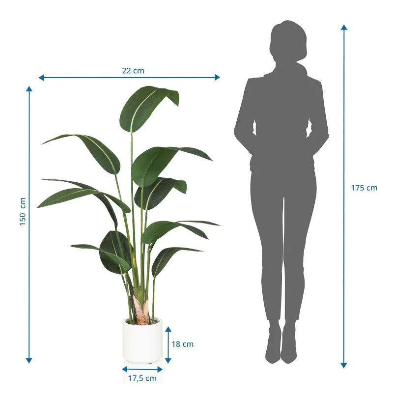 Kunstpflanze STRELITZIA von HJH - Produktbild 5 von 5