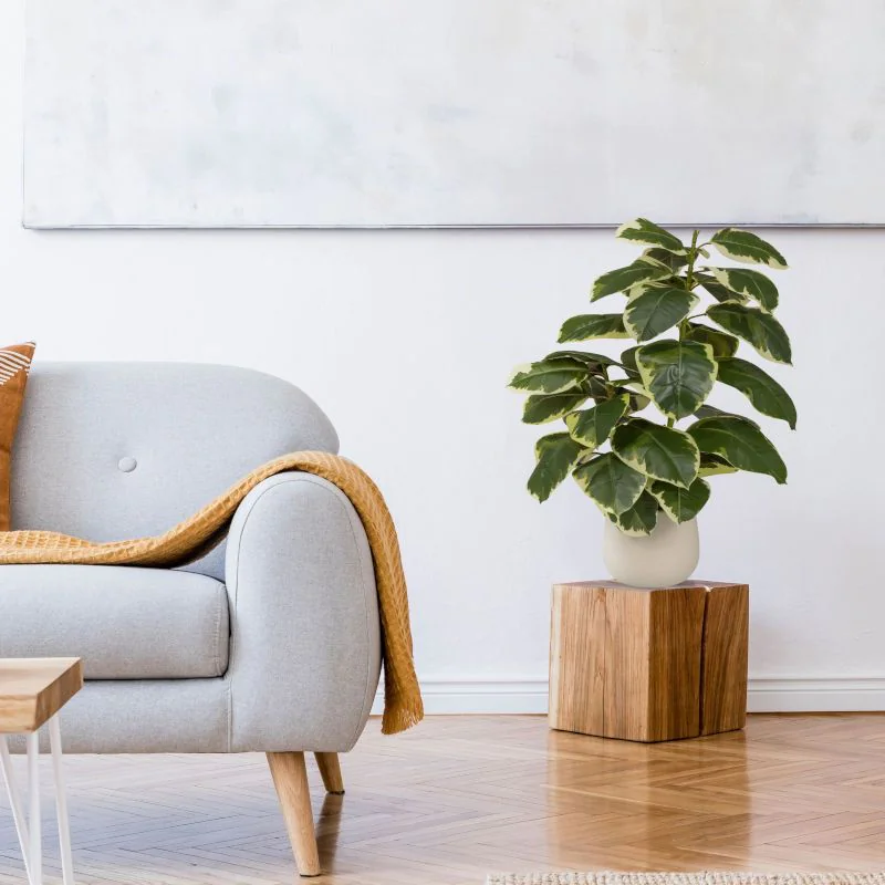 Kunstpflanze Ficus von HJH - Produktbild 2 von 4