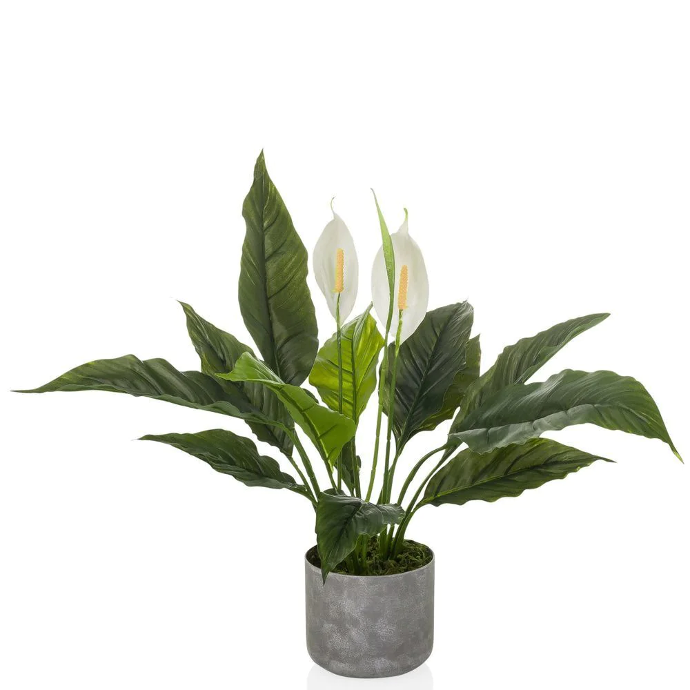 monstera thai collection Buy Rare Monstera Thai Constellation